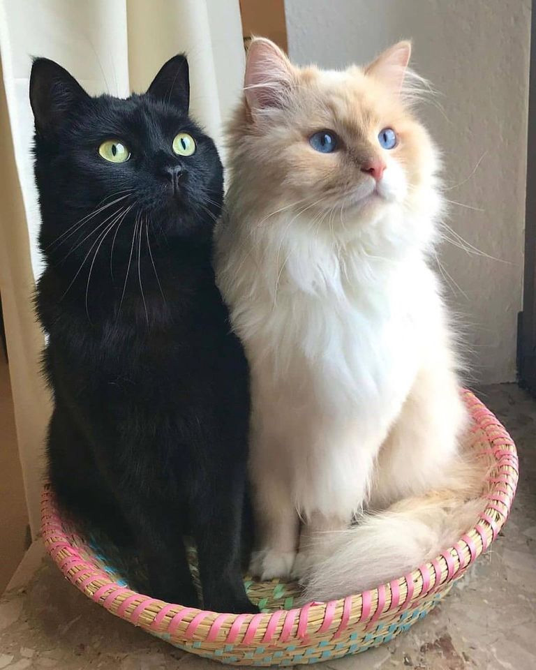Fekete és fehér macska