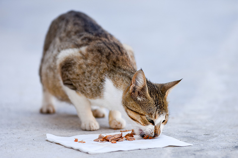 Ételkóstoló macska