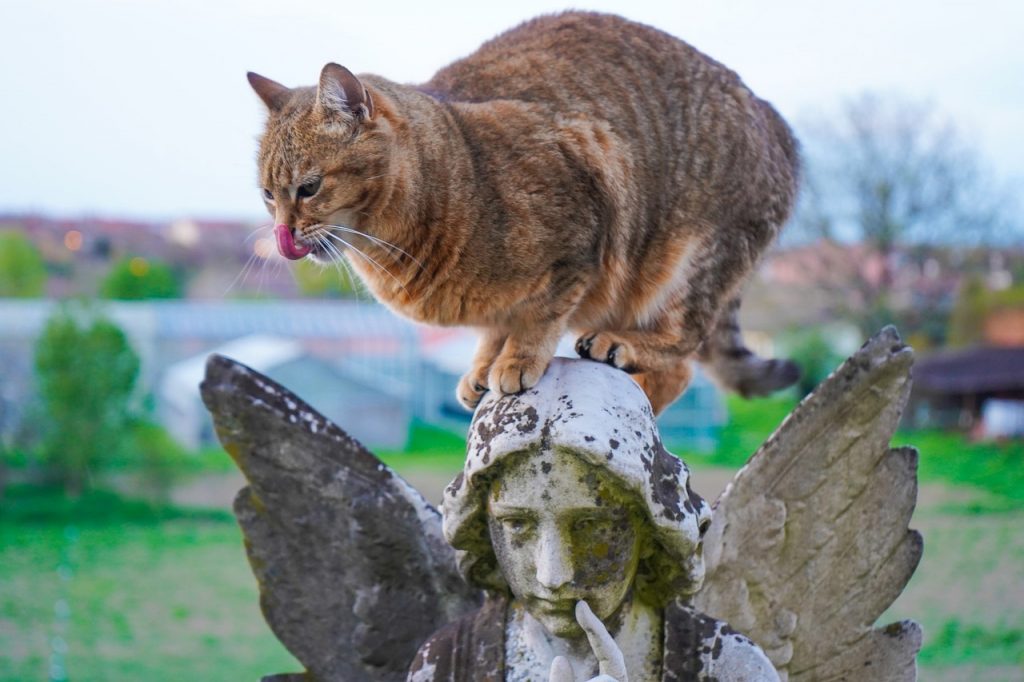 Macska egy szobor fején